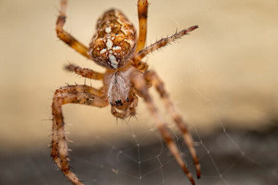 Close-up of a European garden spider