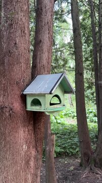 Little titmice fly to the feeder on the tree and peck at the seeds. The birds are eating seeds in the park