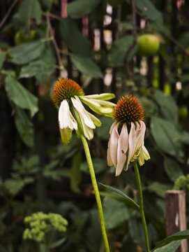 White coneflowers blooming in garden close up vertical