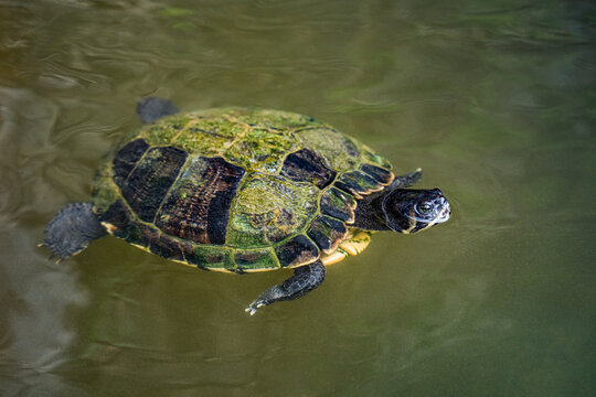  Freshwater turtle swimming through calm green pond water, viewed from above with its detailed patterned shell clearly visible.
