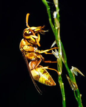 Yellow and brown paper wasp grooming while hanging upside down on a green stem