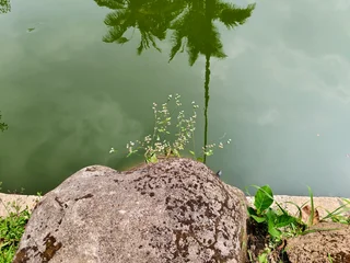 Fotobehang Badkamer Tropical palm tree reflection in calm green pond water, natural stone by lake shore, serene garden landscape scene  © Senandung