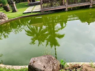 Fotobehang Badkamer Tropical garden pond with palm tree reflection, serene backyard water feature with green algae, peaceful outdoor landscaping with rocks  © Senandung
