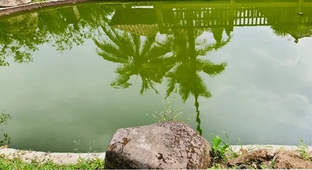 Fotobehang Badkamer Tropical palm tree reflection in green pond water, serene garden pool with stone border, peaceful nature landscape with water mirror effect  © Senandung