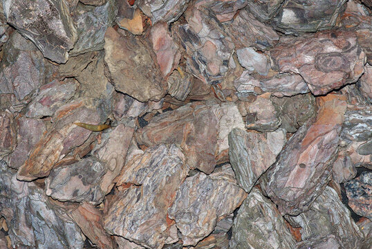 Dry pine bark. Pine bark covering in the forest texture background