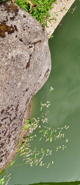 Natural stone boulder by green pond water, zen garden landscape with granite rock and aquatic plants, peaceful outdoor scenery
