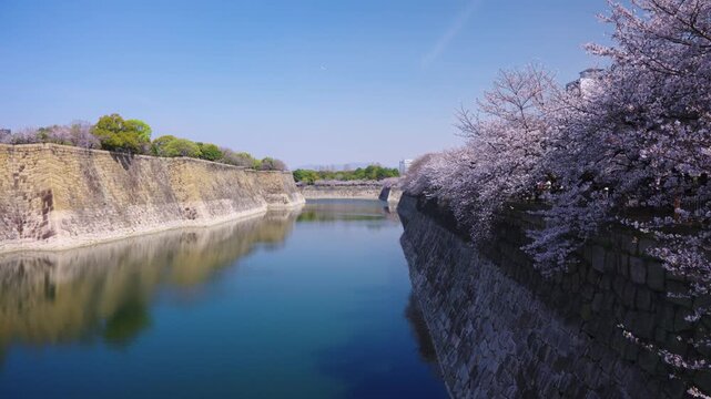 Stunning cinematic drone view of Osaka castle moat lined with blooming cherry blossoms during spring season in Japan.