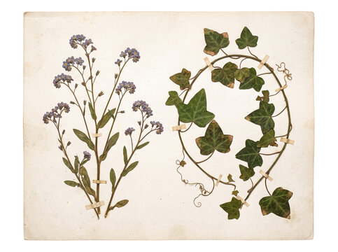 Dried botanical herbarium sheet with forget me not and ivy.