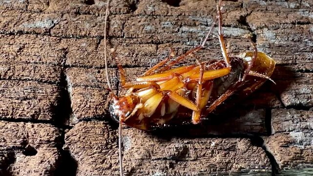 Close-up of a dead cockroach lying upside down on a rough, weathered wooden surface with legs twitching slowly, highlighting pest control, insect extermination, and sanitation concepts.