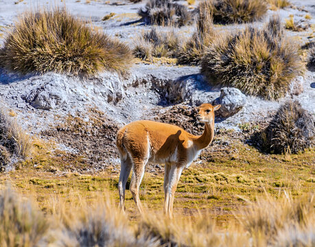 A view of a wild vicuna standing in the high altitude arid grasslands of the Andes mountains in southern Peru in the dry season