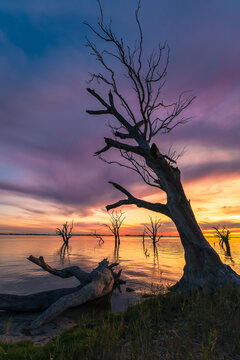 Vertical Landscape view of sunset over Lake Bonney,  Barmera, Riverland, South Australia, featuring striking dead trees rising from the calm water. 