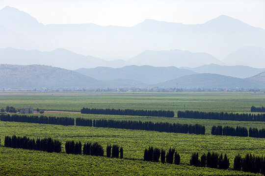 Aerial view of the vast Cemovsko Polje vineyards with rows of vines and cypress trees under a hazy sky in Podgorica, Podgorica Municipality, Montenegro.