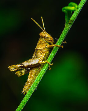 Brown and green grasshopper nymph resting vertically on a fuzzy green stem
