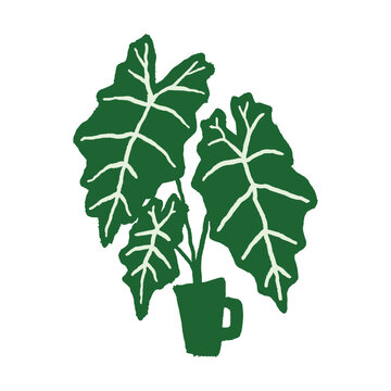 Alocasia Polly Hand Drawing Illustration