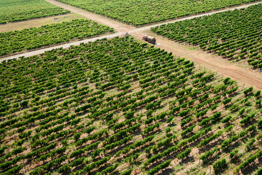 Aerial view of the vast Cemovsko Polje vineyards with neat rows of grapevines, dirt paths, and a tractor working in the field near Podgorica, Podgorica Municipality, Montenegro.