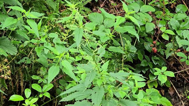 Lush green nettle and bramble plants growing in forest undergrowth with dew drops.