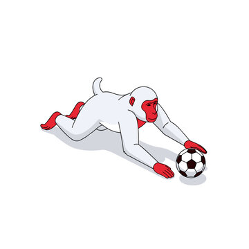 Illustration of a white monkey mascot diving to catch a soccer ball.