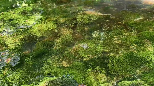Gentle river stream flowing over lush green mossy rocks in a tranquil forest creating relaxing water ripples, with sparkling sunlight reflections on the water surface