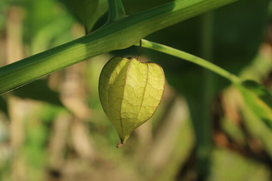 Close up of green ciplukan or groundcherry fruit growing naturally on stem