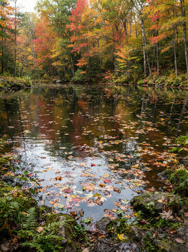 Woodland water covered with fallen autumn leaves between rocks and ferns