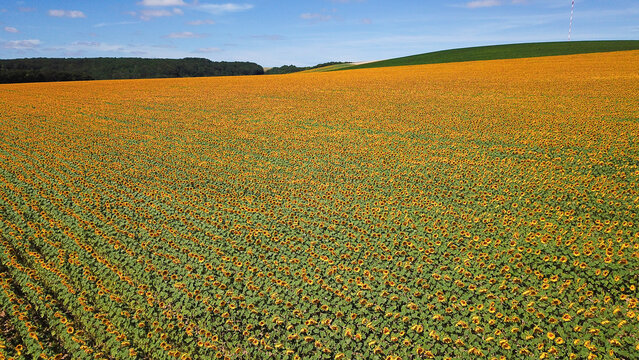 Aerial view of a vast field of vibrant yellow sunflowers in full bloom under a clear blue sky in Druyes-les-Belles-Fontaines, Bourgogne-Franche-Comte, France.