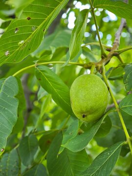 Unripe green walnut hanging on tree branch close up vertical