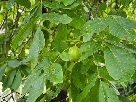 Unripe green walnut hanging on branch among green leaves horizontal