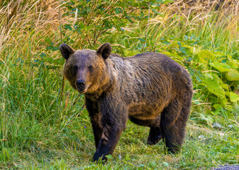 Fototapeta premium A brown bear (Ursus arctos), standing in a grassy and wooded area