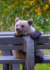 A cute brown bear cub resting on a bench © sebi_2569