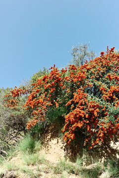 Vibrant orange pyracantha berries clustered on a green shrub against a clear blue sky