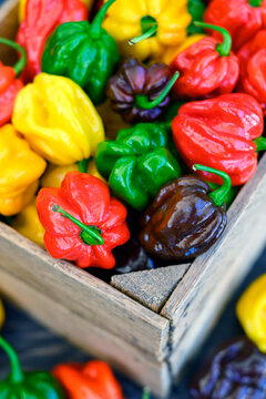 Close view of wooden crate filled with colorful habanero peppers. Fresh chili harvest yellow red green chocolate varieties