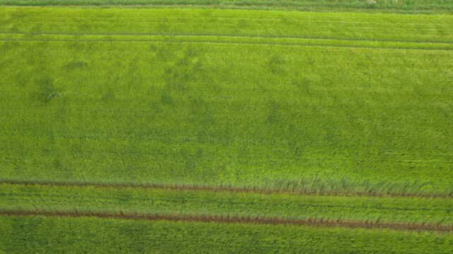 Layered green cereal fields with tractor lines from the air
