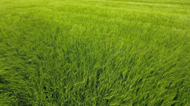 Nadir close texture of a lush green cereal crop