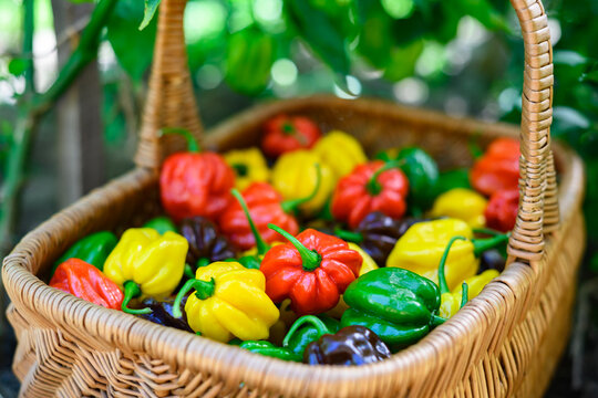 Basket with assorted habanero peppers in garden close view. Fresh chili harvest yellow red green chocolate varieties