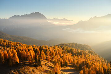 Naklejka premium Autumn larch forest covers rolling mountain slopes beneath layers of mist and distant peaks. Scenic Dolomite landscape illuminated by soft morning light