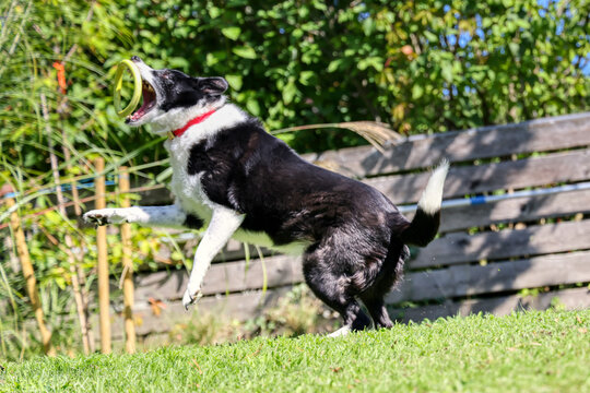 Border Collie