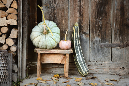 Assorted pumpkins near a wooden barn door on a village courtyard in seasonal style. Fall harvest concept shown in cozy countryside decor and holiday vibe