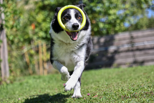 Border Collie