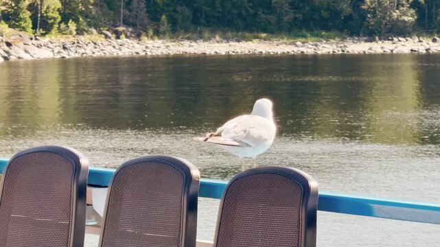 A seagull sits on a cruise ship railing at Valaam, Lake Ladoga. This serene moment evokes a calm, peaceful, and joyful feeling.