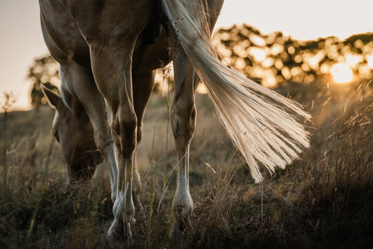 horse and wheat in the field