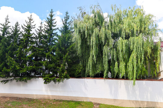 Lush green trees peeking over a white fence of a private house with beautiful garden greenery and cozy suburban backyard scenery.