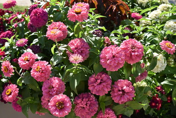 Obraz premium Zinnias roses en été au jardin