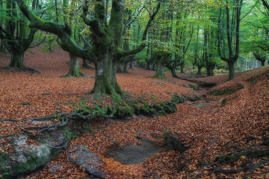 Scenic view of a tranquil autumn forest featuring ancient mossy beech trees and a gentle stream flowing through fallen brown leaves.