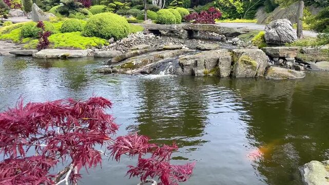Pond in a beautiful Japanese garden with koi fish