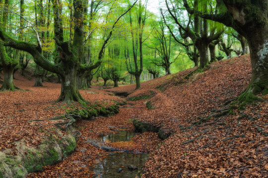 Ancient beech trees with mossy bark in a forest during autumn. Fallen brown leaves cover the ground and a dry stream bed in a woodland area.