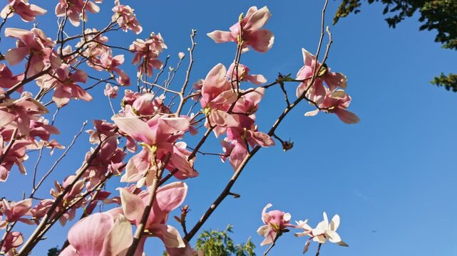 Blooming pink magnolia branches with open petals against a bright clear blue sky background.