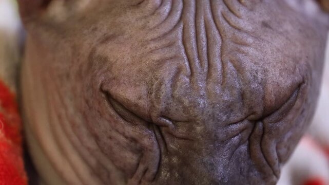 Close-up of a hairless cat wrapped in a red blanket
