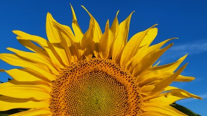 Close-up of a large, vibrant sunflower flower illuminated by brilliant morning sunshine against a deep blue sky. A striking contrast between the golden-yellow petals and intense blue background. © Sibylle