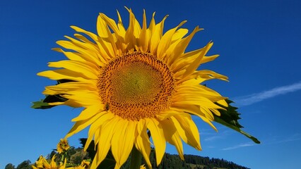 Close-up of a large, vibrant sunflower flower illuminated by brilliant morning sunshine against a deep blue sky. A striking contrast between the golden-yellow petals and intense blue background. © Sibylle