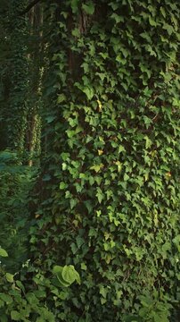 Thick Green Ivy Vines Climbing Up Old Tree Trunk in Dense Forest